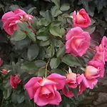 Canto Dei Merli 4*