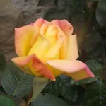 Canto Dei Merli