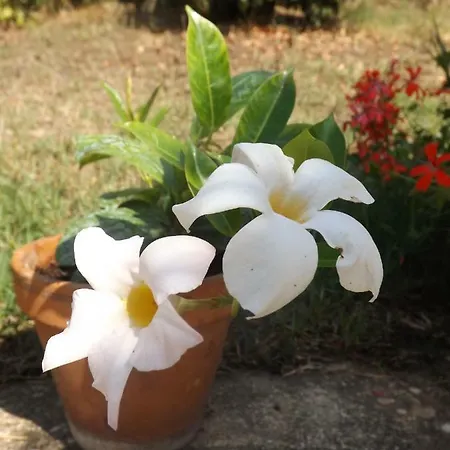 Canto Dei Merli 4* غريفي ان شنتي