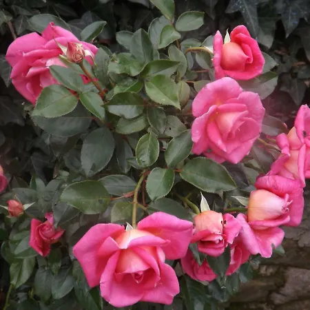 Canto Dei Merli 4*
