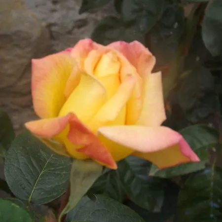 Canto Dei Merli